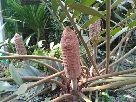 幸運草鐵樹|像極了烤玉米! 典藏植物園「幸運草鐵樹」夏季限定觀賞